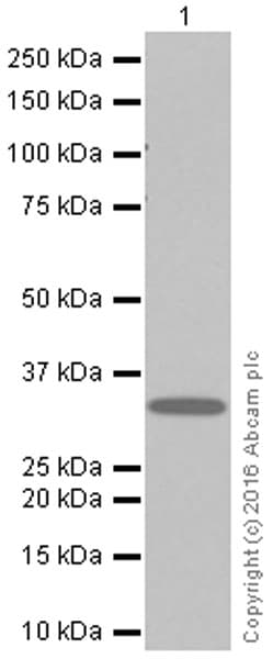 Anti-Syntenin antibody [EPR8102](AB133267)