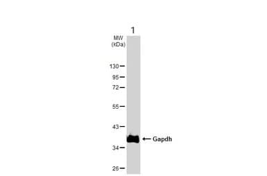 Anti-GAPDH antibody - Loading Control(AB210113)