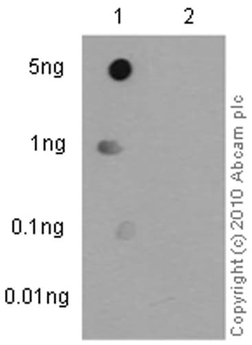 Anti-RPA32/RPA2 (phospho T21) antibody [EPR2846(2)](AB109394)