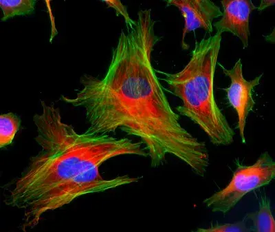 Phalloidin-iFluor 488 Reagent(AB176753)