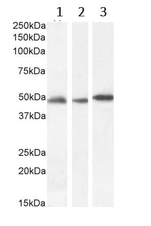 Anti-GFAP antibody(AB53554)