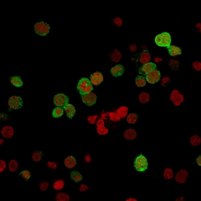 Zap70 Antibody Zap70 2035 Ab238076  Immunocytochemistry Img167626