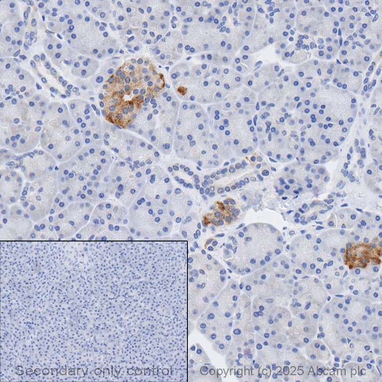 Anti-STAT3 antibody [EPR787Y](AB68153)