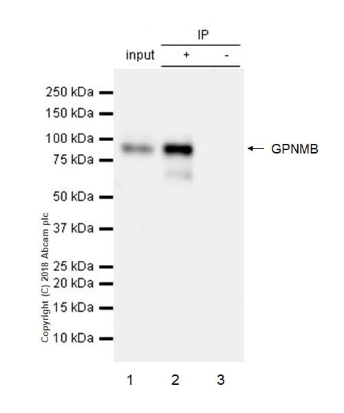 Gpnmb Antibody Epr18226 147 Bsa And Azide Free Ab234529  Immunoprecipitation Img9112