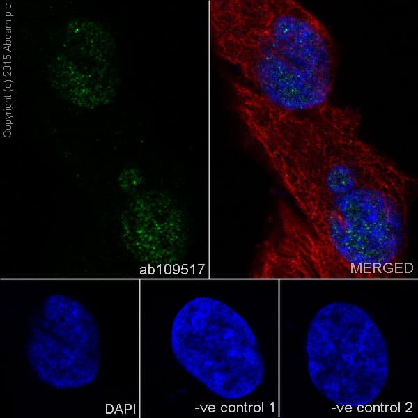 Anti-Islet 1 antibody [EP4182] - Neural Stem Cell Marker(AB109517)