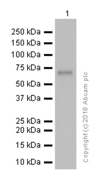 Anti-YAP1 antibody [EP1674Y](AB52771)