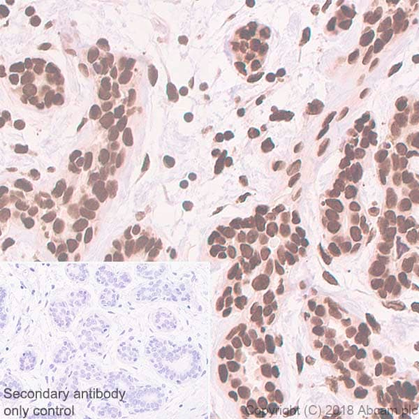 Anti-Histone H2A.Z antibody [EPR6171(2)(B)] - ChIP Grade(AB150402)