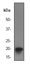 Eif5a Antibody Ep527y Bsa And Azide Free Ab247255  Western Blot Img83156