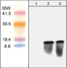 Bsd Antibody Ab38307  Western Blot Img124515