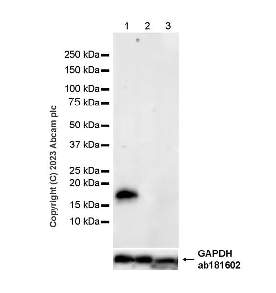 Anti-Alpha-synuclein antibody [MJFR1] - Mouse IgG2a (Chimeric)(AB309157)