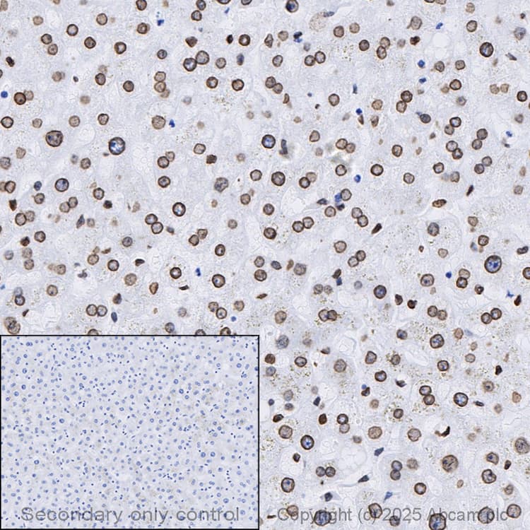Anti-Lamin A + Lamin C antibody [EPR4100] - Nuclear Envelope Marker(AB108595)