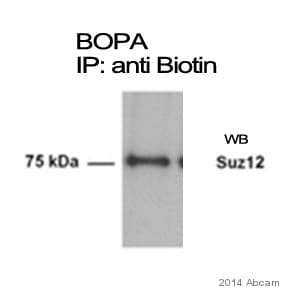 Anti-Biotin antibody(AB53494)