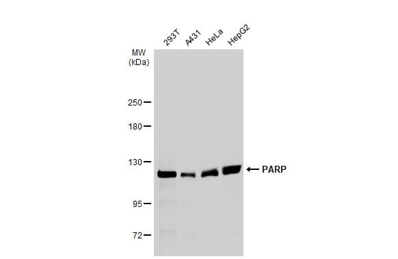 Anti-PARP1 antibody(AB227244)