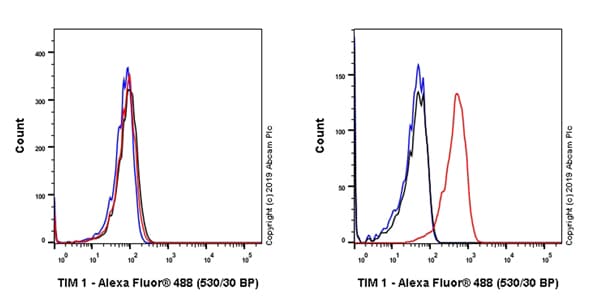 Anti-TIM 1 antibody [EPR22650-136](AB228973)