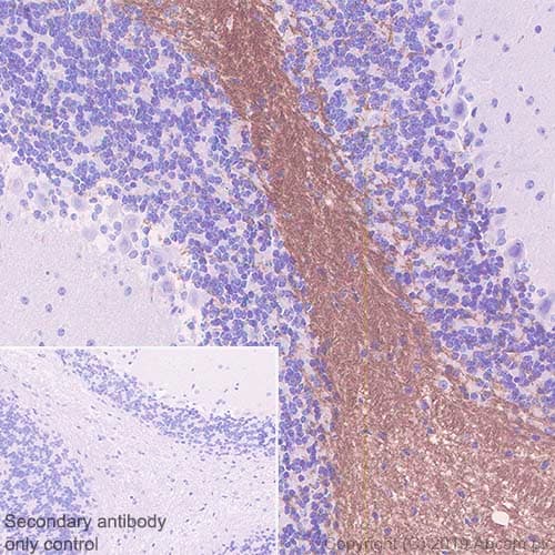 Anti-Myelin oligodendrocyte glycoprotein antibody [EPR22629-310] - BSA and Azide free(AB255266)