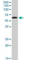 Anti-RNF25 antibody(ab89281)