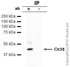 Anti-Oct4 antibody(AB19857)