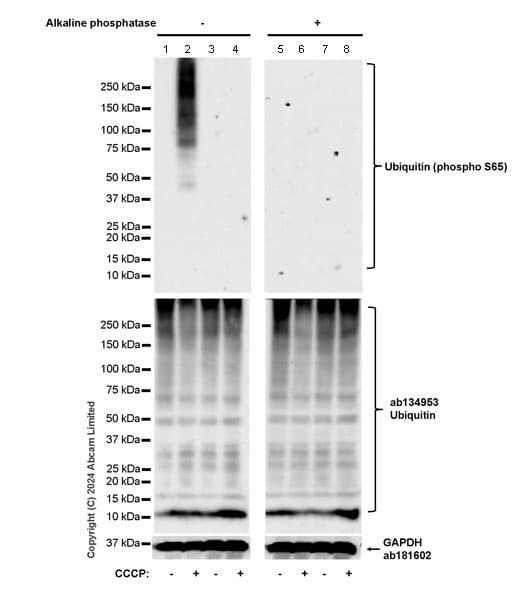 Anti-Ubiquitin antibody [EPR8830](AB134953)
