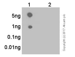 Anti-EIF2S1 (phospho S51) antibody [E90](AB32157)