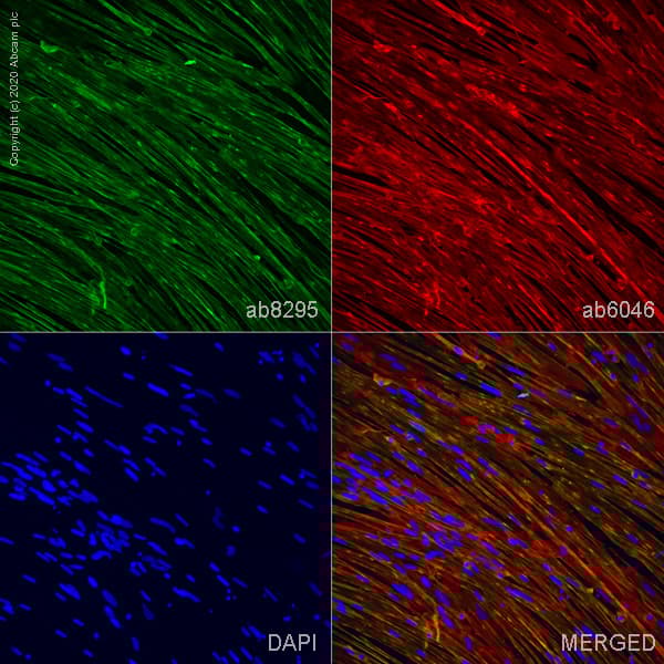 ioSkeletal Myocytes - Human iPSC derived cells(AB277612)