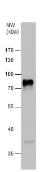Anti-p75 NGF Receptor antibody(AB227509)