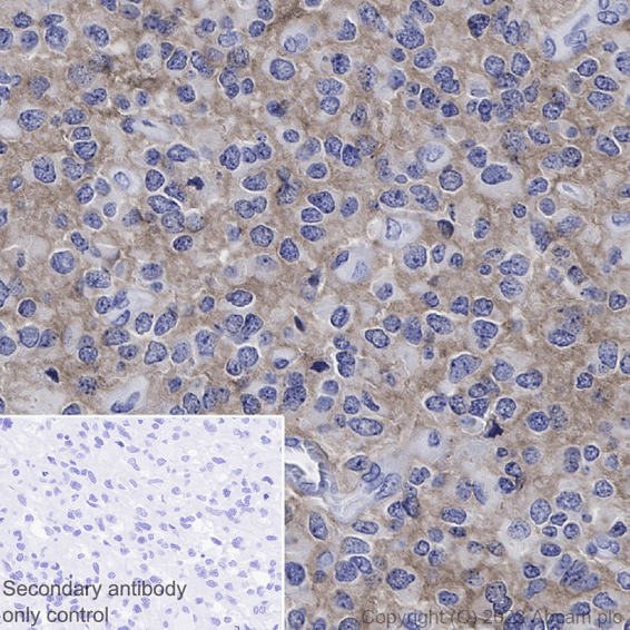 Antigen Retrieval Buffer (100X Tris-EDTA Buffer, pH 9.0)(AB93684)