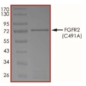 Ab268562  Sds Page Img137341
