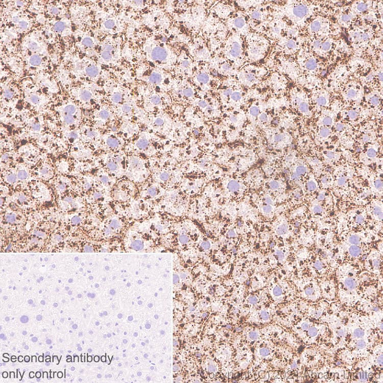 Anti-LAMP1 antibody [RM1217](AB320851)