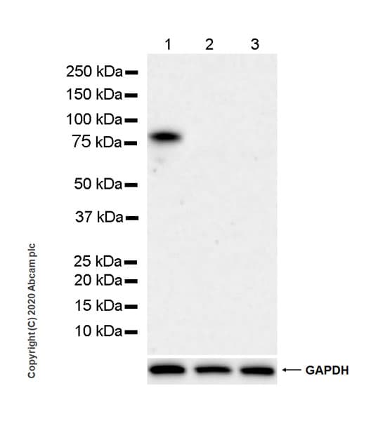Anti-DDX4 / MVH antibody [EPR24148-58] - BSA and Azide free(AB277638)