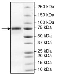 Recombinant human COX2 / Cyclooxygenase 2 protein(AB198646)