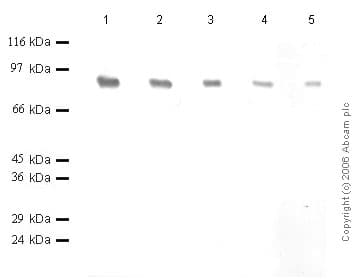 Anti-Fibroblast activation protein, alpha antibody(AB28244)