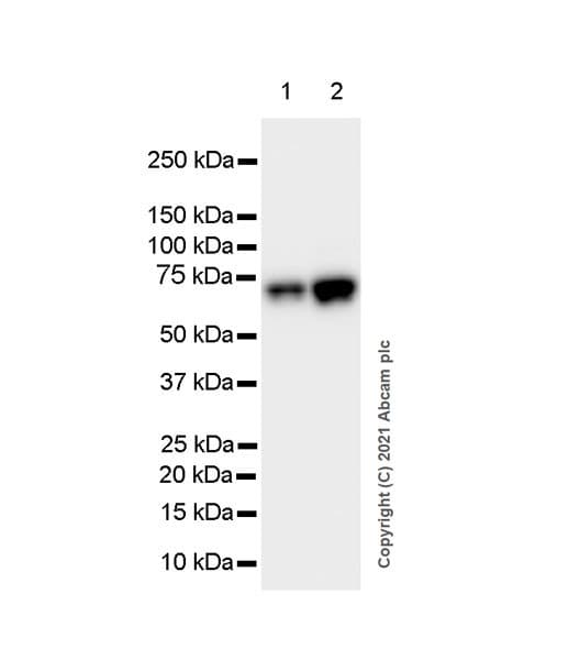 Anti-HDAC1 antibody [EPR23847-170](AB280198)