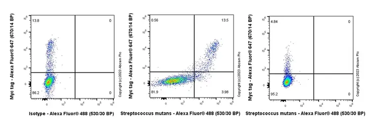 Anti-Streptococcus mutans Cell surface antigen I/II antibody [EPR28235-11](AB316006)