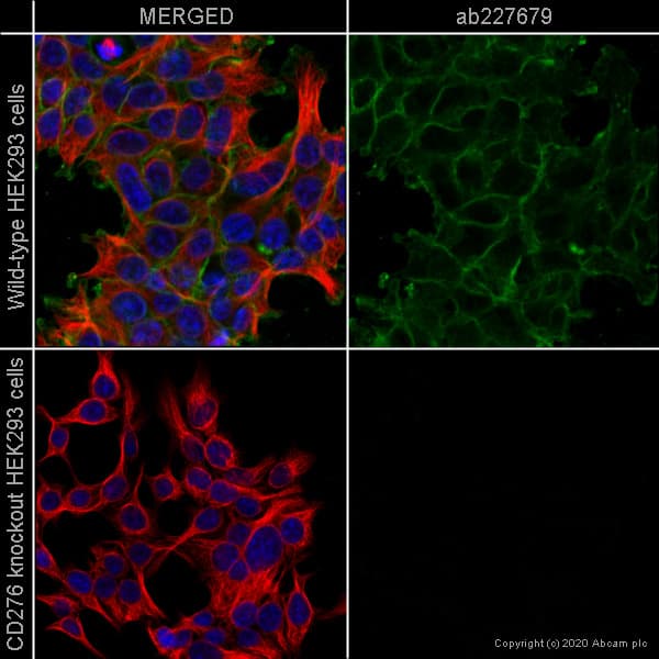Anti-CD276 antibody [SP265] - BSA and Azide free(AB272011)