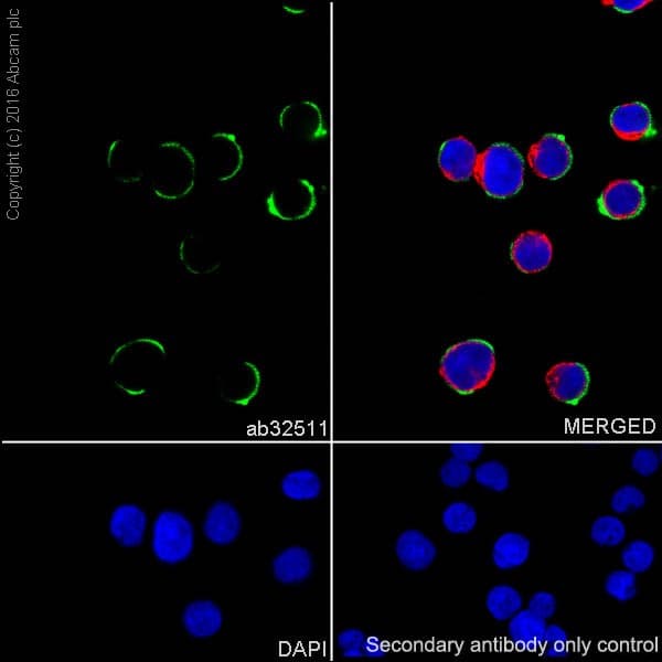 Anti-IRAK4 antibody [Y279](AB32511)