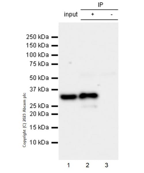 Anti-V5 tag antibody [EPR27187-61](AB309485)
