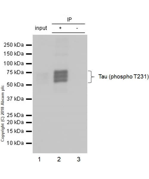 Anti-Tau (phospho T231) antibody [EPR2488] - BSA and Azide free(AB156624)