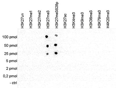 Anti-Histone H3 (tri methyl K27) antibody - ChIP Grade(AB195477)
