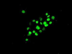 Ercc1 Antibody Epr7277 Ab129267  Immunocytochemistry Immunofluorescence Img1471
