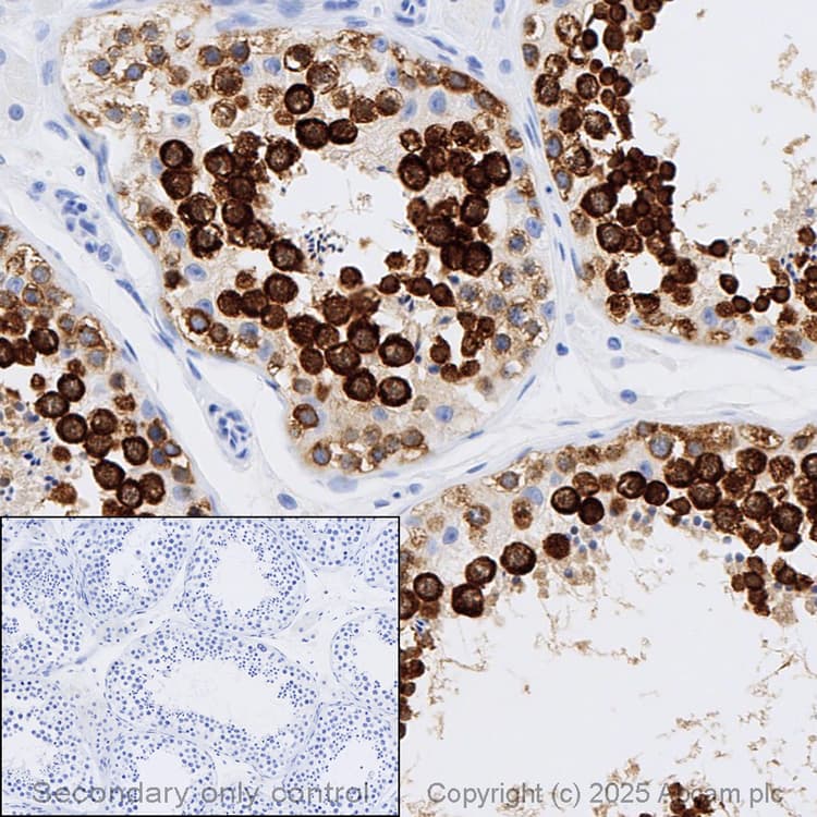 Anti-DDX4 / MVH antibody [mAbcam27591] - BSA and Azide free(AB180462)