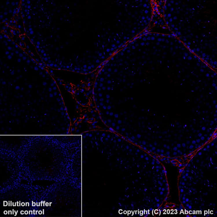Alexa Fluor® 594 Anti-Collagen I antibody [EPR24331-53](AB313351)