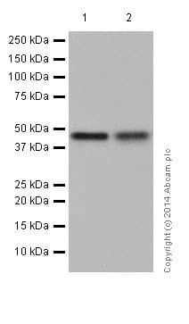 Anti-ATG4B antibody [EPR16572] - BSA and Azide free(AB251285)