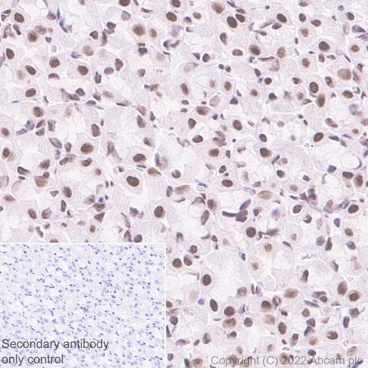 Anti-HNRPH2/HNRNPH2 antibody [EPR12171] - BSA and Azide free(ab250397)
