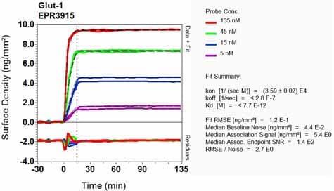 Anti-Glucose Transporter GLUT1 antibody [EPR3915] - BSA and Azide free(AB252403)