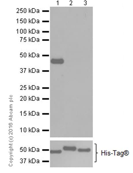 Anti-PDK4 antibody [EPR19727-245](AB214938)