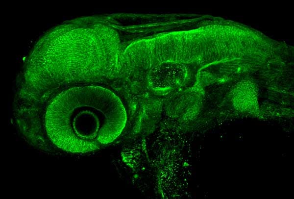 Anti-N Cadherin antibody(AB211126)