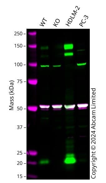 Anti-alpha Tubulin antibody [EP1332Y] - Microtubule Marker(AB52866)