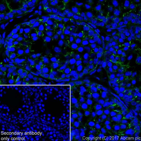 Anti-Clusterin alpha chain antibody [EPR17539-95] - BSA and Azide free(AB230150)