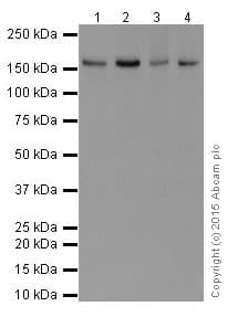 Fanca Faa Antibody Epr16519 42 Bsa And Azide Free Ab251345  Western Blot Img150421