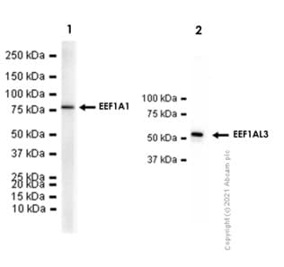 Eef1a1 Ef Tu Eef1a1 Ee1al3 Eef1a1p5 Antibody Epr9470 Ab140632  Western Blot Img170597